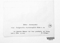 Plectosphaera rhytismophila image
